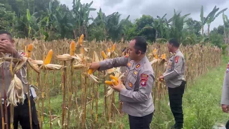 Kapolres Gumas Pimpin Panen Jagung di Lahan Binaan Polri