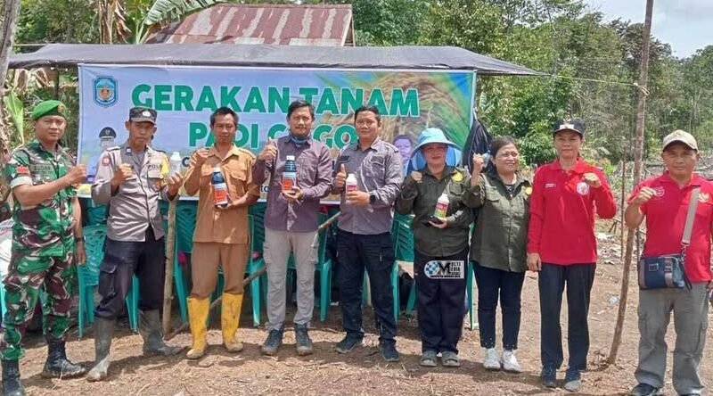 Distanik Mura Laksanakan Gerakan Tanam Padi Gogo di Kelompok Tani Pakat Pio