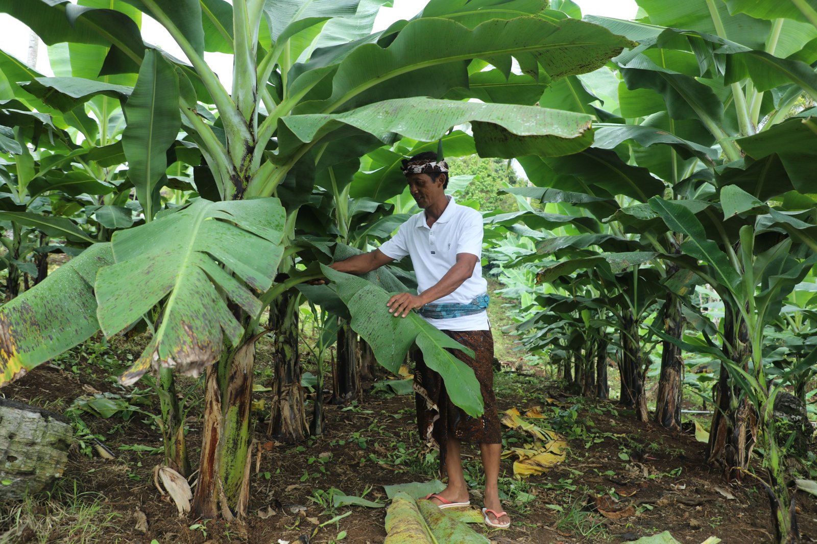 Reforma Agraria di Asahduren: Sertipikasi Tanah Ulayat sebagai Pengungkit Kesejahteraan