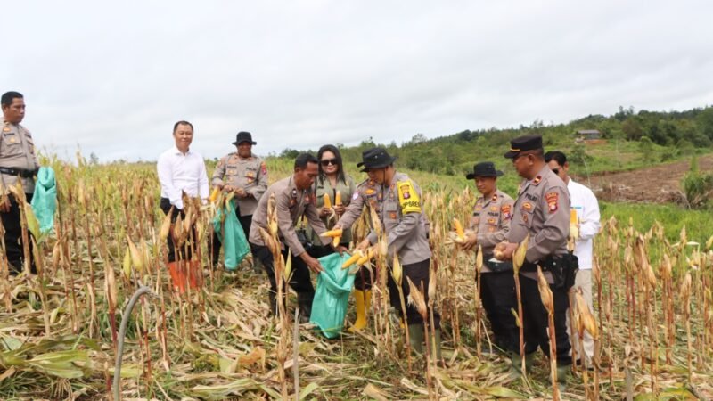 Panen Jagung Kuartal IV, Polres Gunung Mas Dorong Pemanfaatan Lahan Produktif