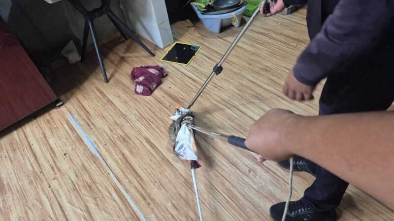 ERP Palangka Raya Evakuasi King Cobra 3 Meter dari Rumah Warga Kereng Bangkirai