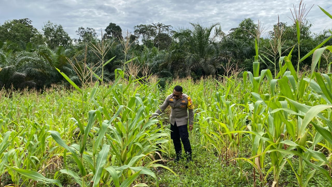 Kapolsek Rungan Tinjau Langsung Lahan Jagung Hibrida di Tumbang Langgah