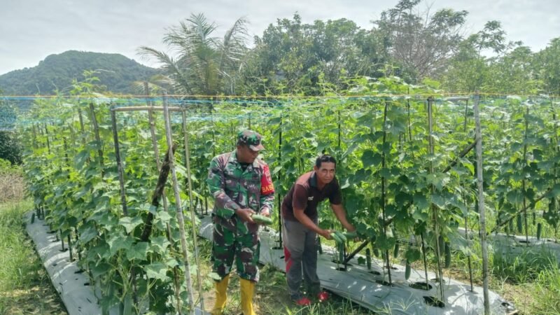 Babinsa Haruyan Dampingi Petani Panen Mentimun di Desa Hapulang