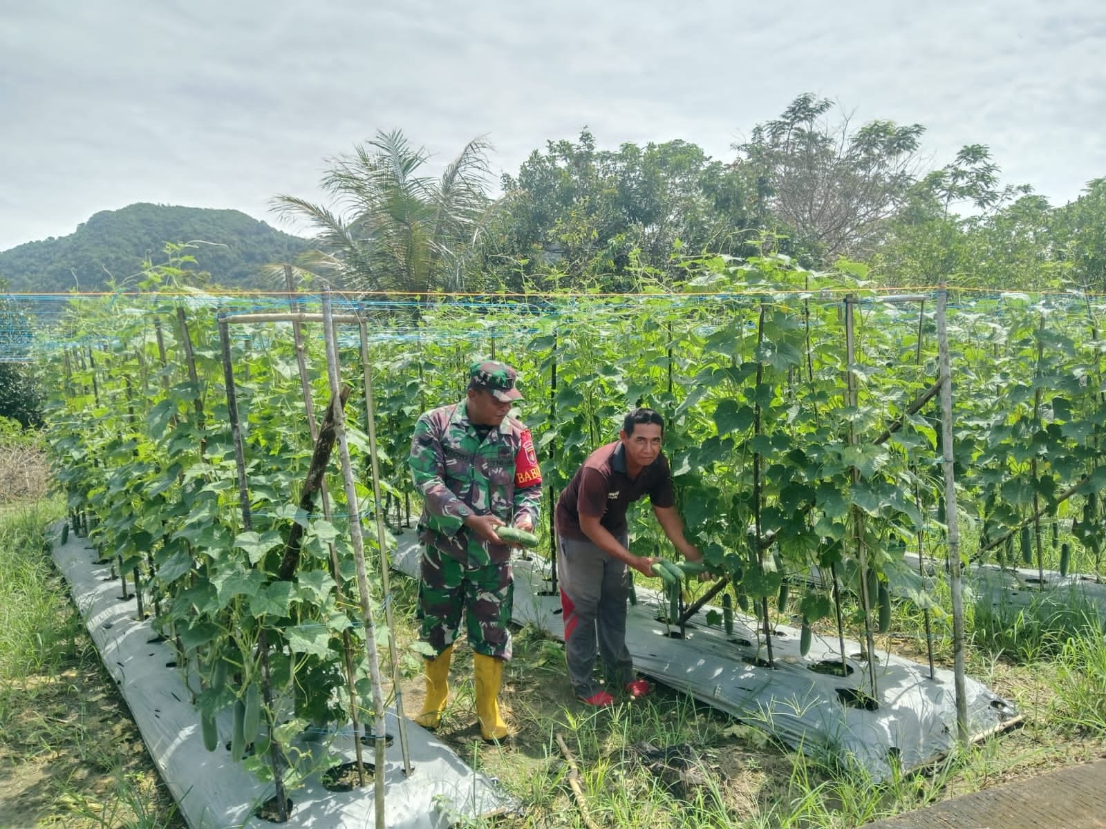 Babinsa Haruyan Dampingi Petani Panen Mentimun di Desa Hapulang