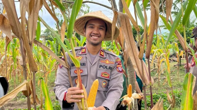 Panen Jagung Hibrida Polsek Tewah Capai 850 Kilogram, Dukung Ketahanan Pangan Lokal