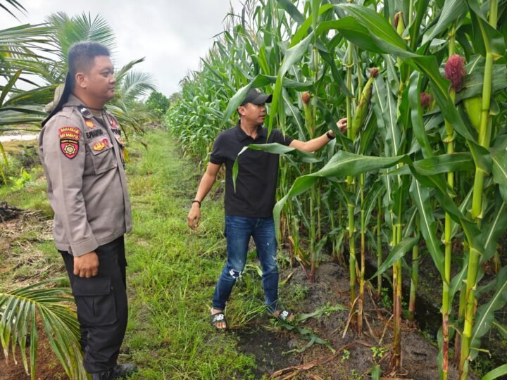 Polsek Rakumpit Dampingi Petani, Pastikan Jagung Tumbuh Baik Demi Ketahanan Pangan