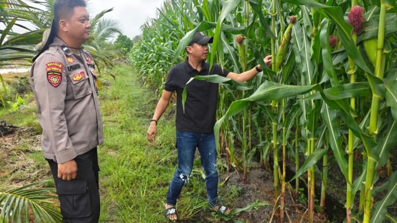 Polsek Rakumpit Dampingi Petani, Pastikan Jagung Tumbuh Baik Demi Ketahanan Pangan