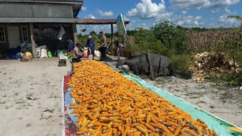 Polisi Dampingi Pengolahan Hasil Panen Jagung di Bukit Batu